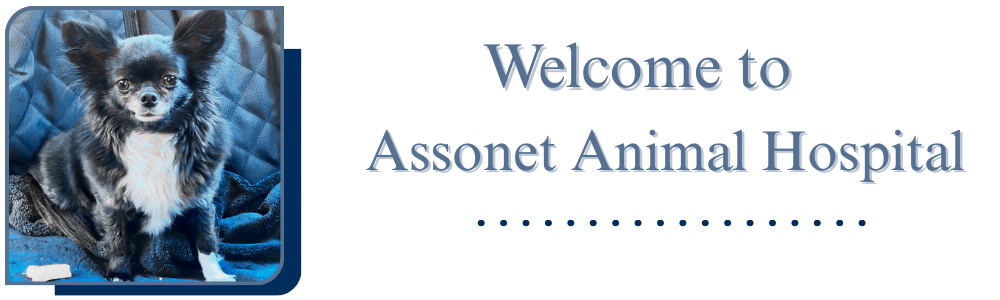 Welcome To Assonet Animal Hospital!