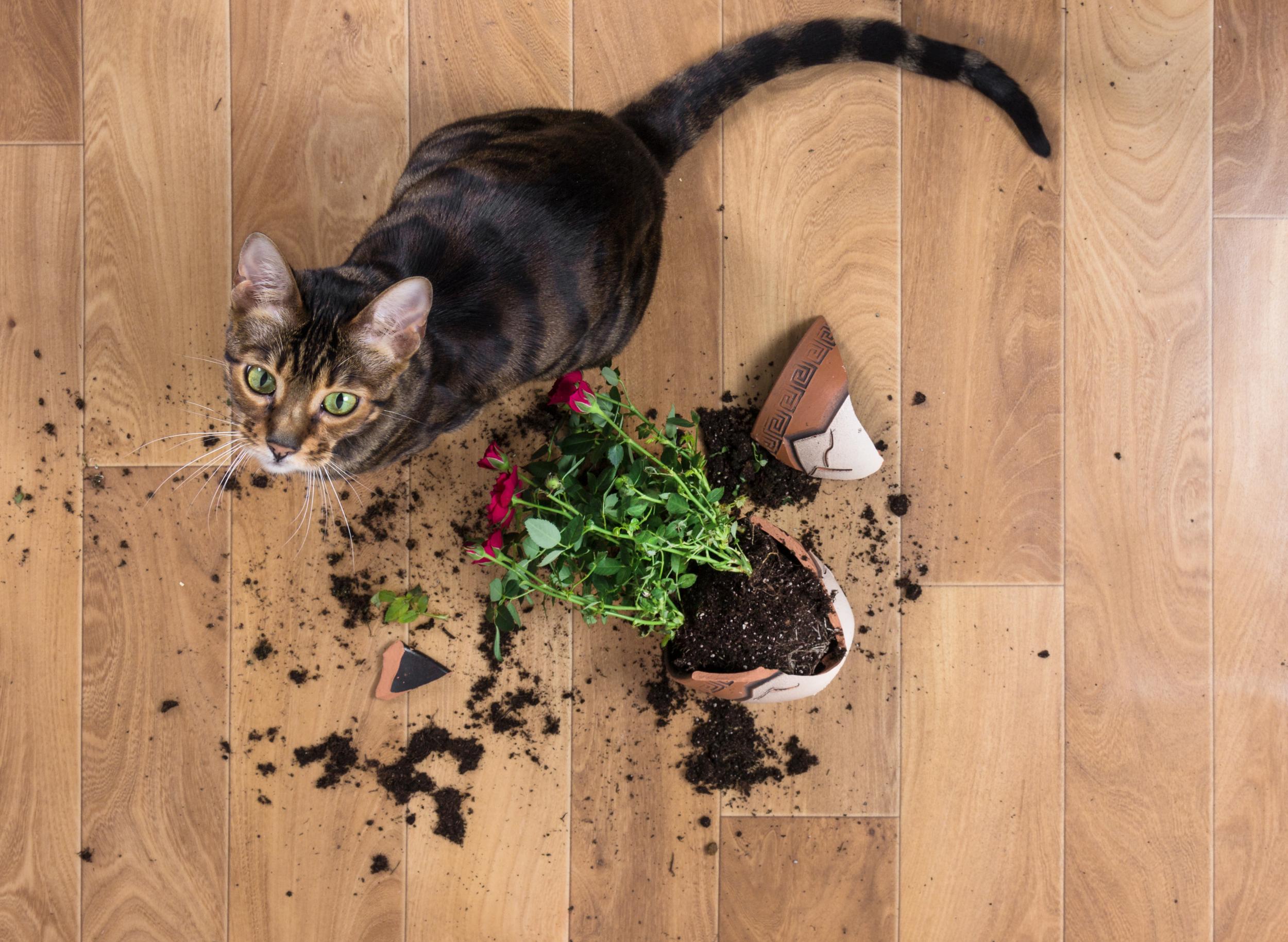 Brown Cat with Knocked over Plant
