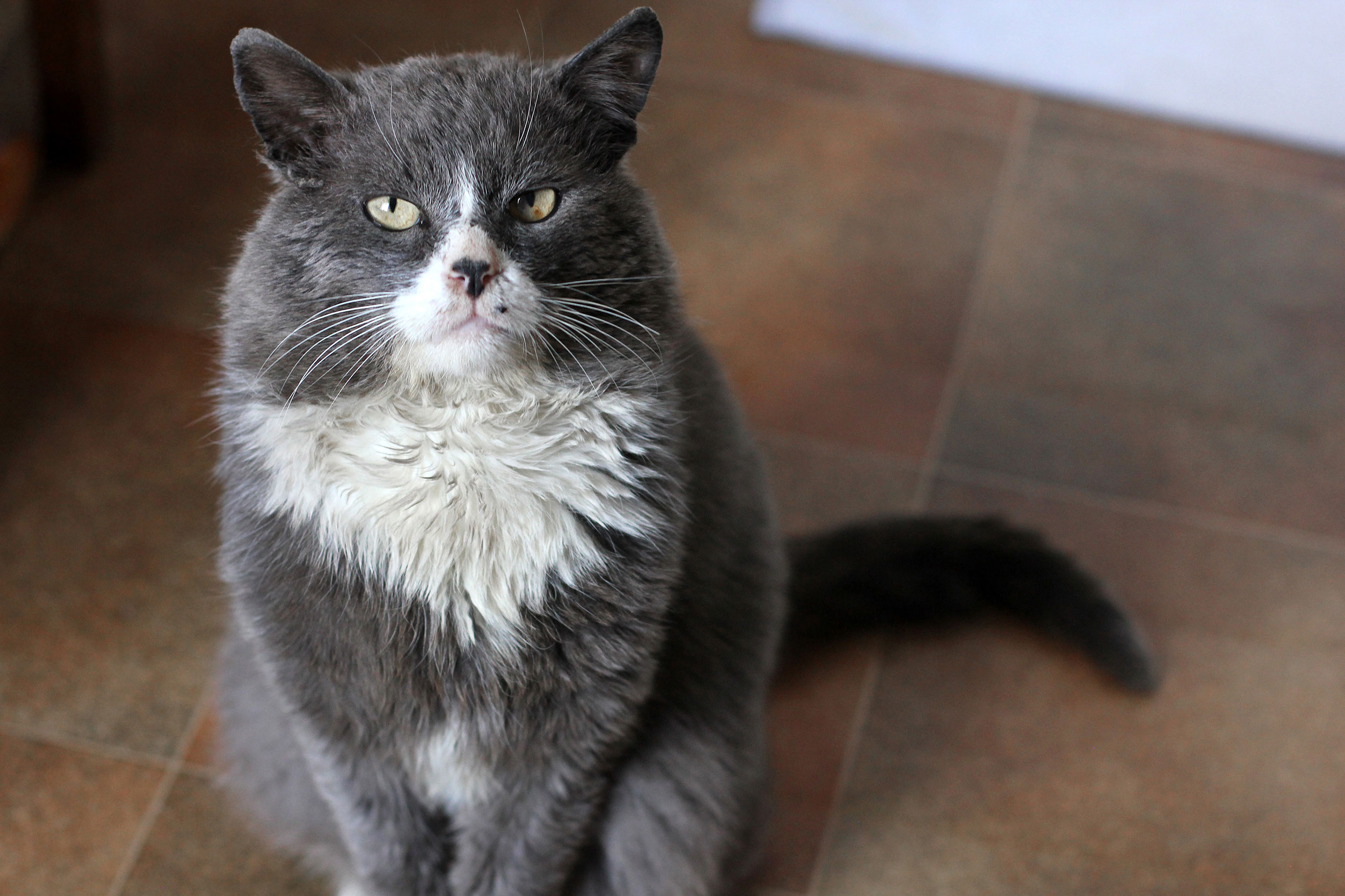 Grey and White Cat Sitting