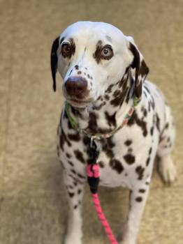 Powder the Dalmatian