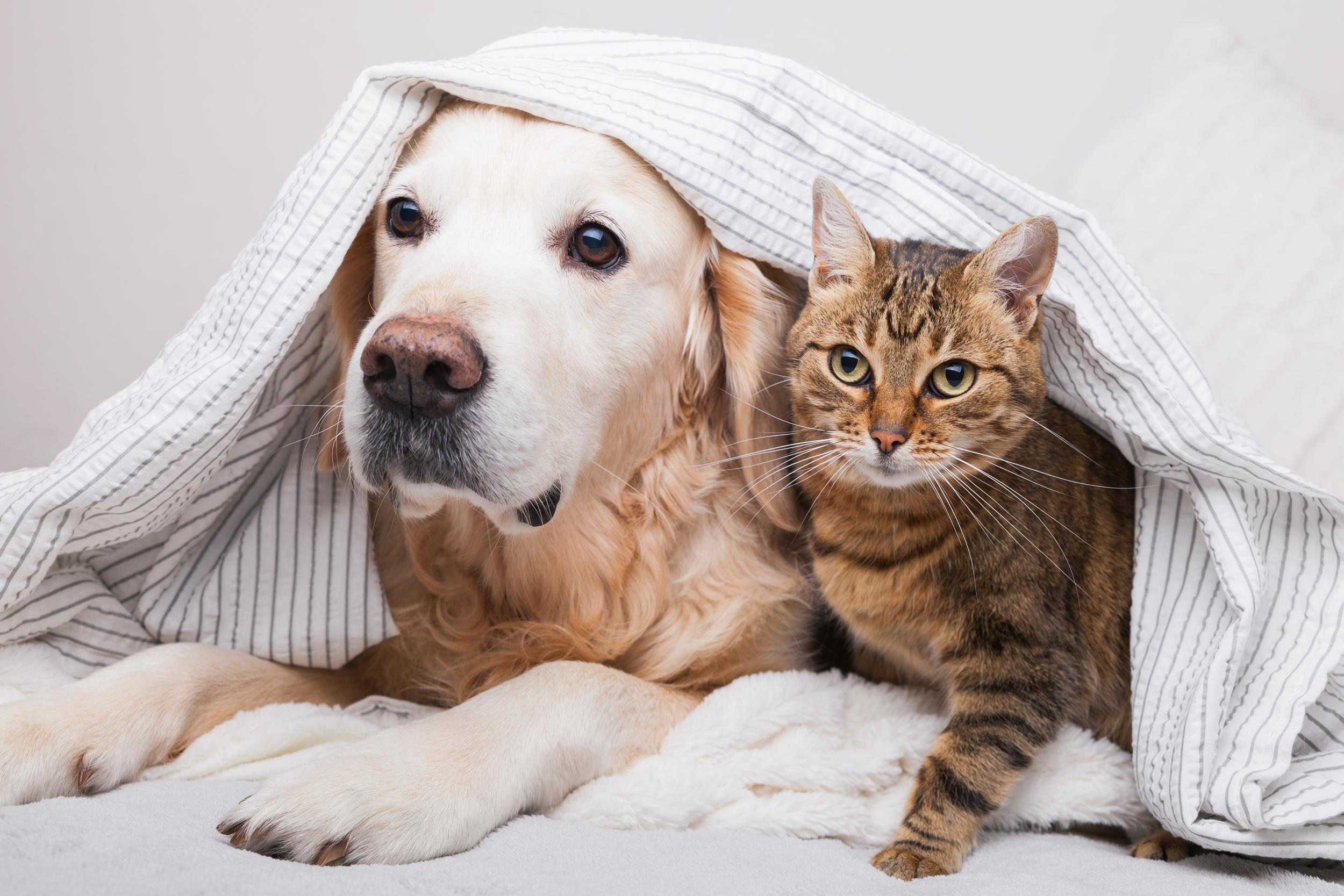 Golden Retriever with Brown Cat Under Blanket