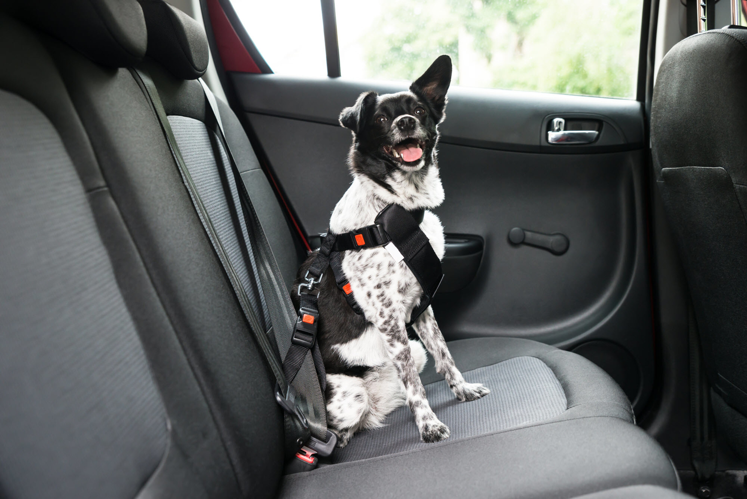 Black and White Dog Seat belted into Car